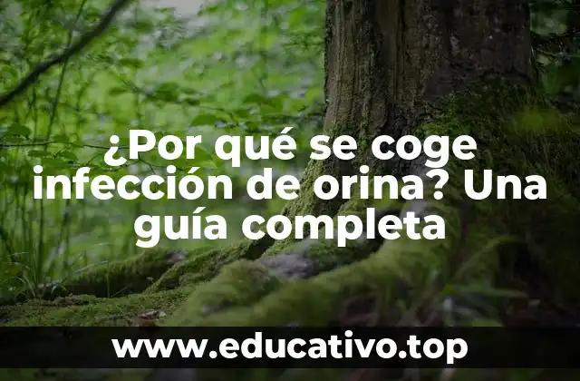 ¿Por qué se coge infección de orina? Una guía completa