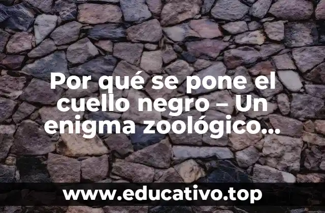Por qué se pone el cuello negro – Un enigma zoológico resuelto