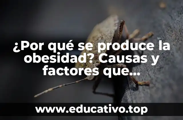 ¿Por qué se produce la obesidad? Causas y factores que contribuyen a la obesidad