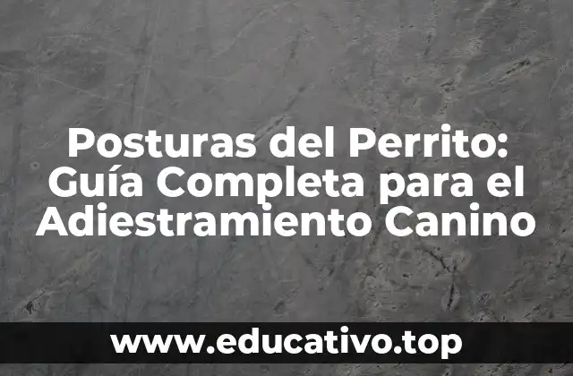 Posturas del Perrito: Guía Completa para el Adiestramiento Canino