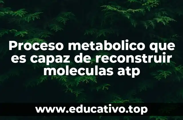 Proceso metabolico que es capaz de reconstruir moleculas atp