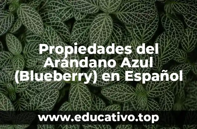 Propiedades del Arándano Azul (Blueberry) en Español