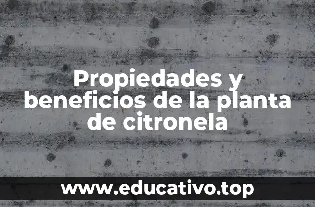 Propiedades y beneficios de la planta de citronela