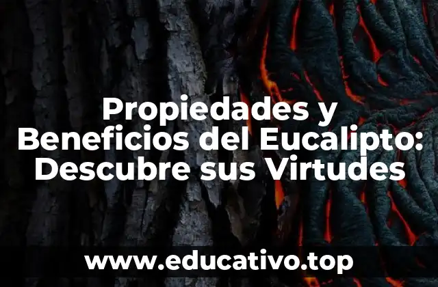 Propiedades y Beneficios del Eucalipto: Descubre sus Virtudes