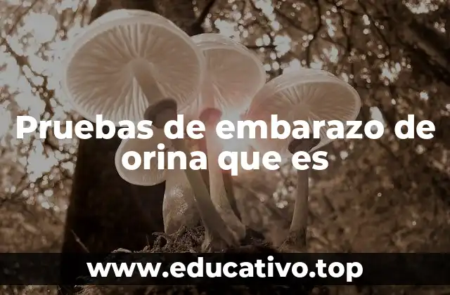 Pruebas de embarazo de orina que es