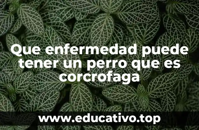 Que enfermedad puede tener un perro que es corcrofaga