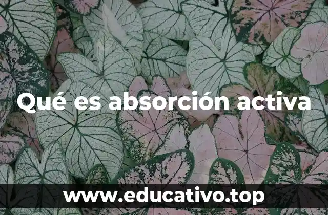 El papel de la absorción activa en el cuerpo humano