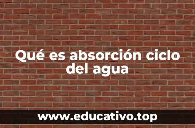 Qué es absorción ciclo del agua