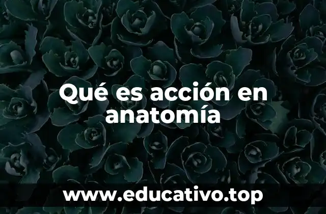 Qué es acción en anatomía