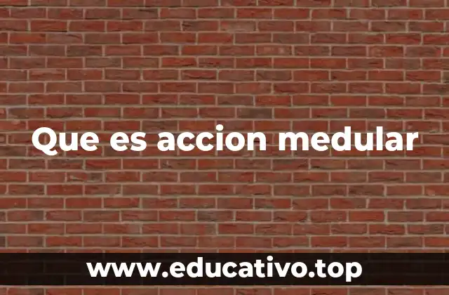 Que es accion medular