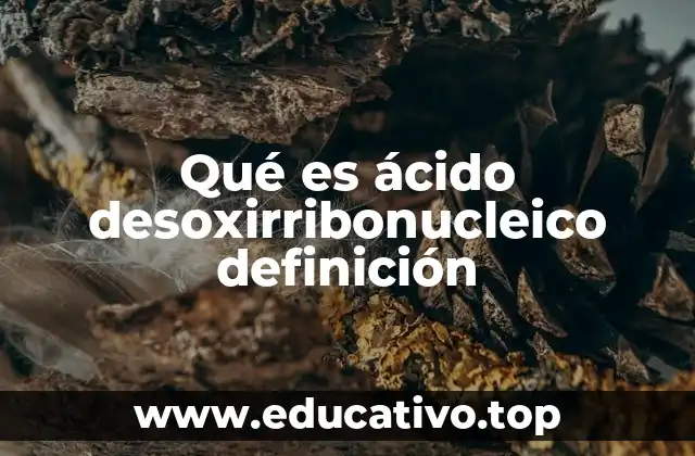 Qué es ácido desoxirribonucleico definición
