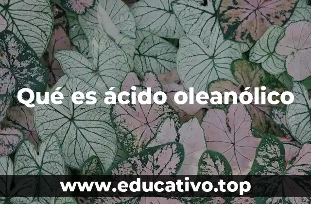 Qué es ácido oleanólico