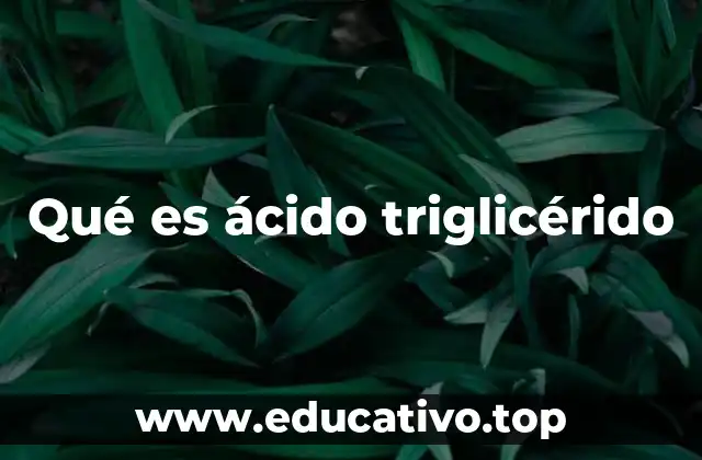 La importancia de los ácidos grasos en la formación de los triglicéridos