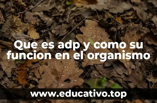 Que es adp y como su funcion en el organismo