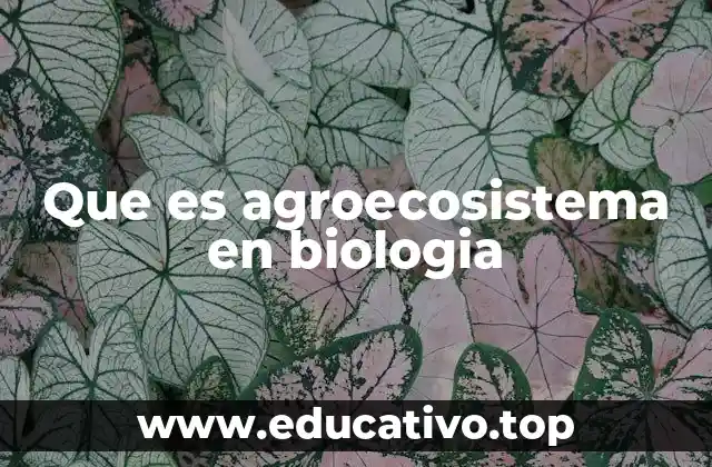 Que es agroecosistema en biologia