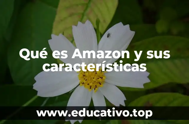 Qué es Amazon y sus características