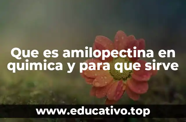 Que es amilopectina en quimica y para que sirve