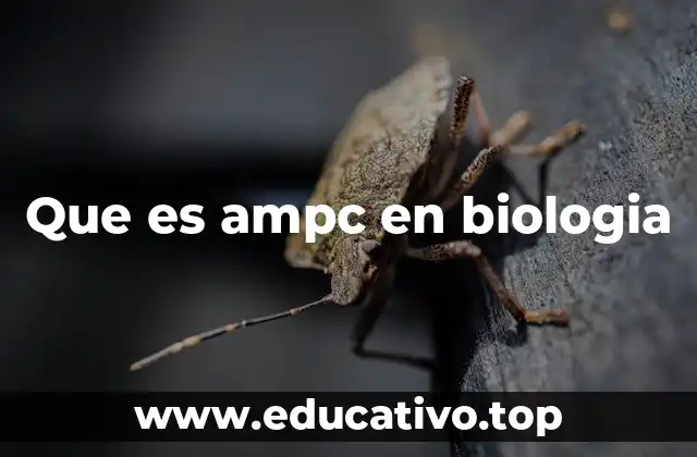 Que es ampc en biologia