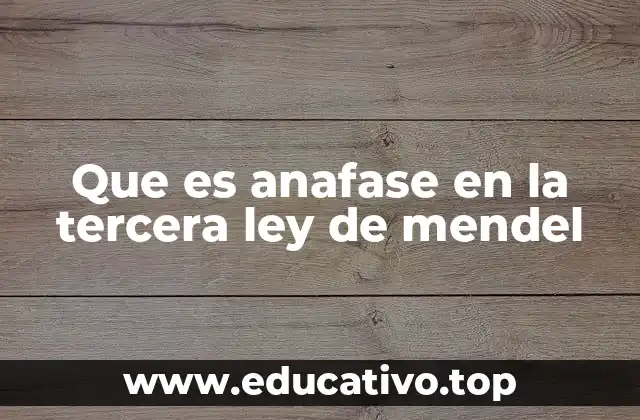 Que es anafase en la tercera ley de mendel