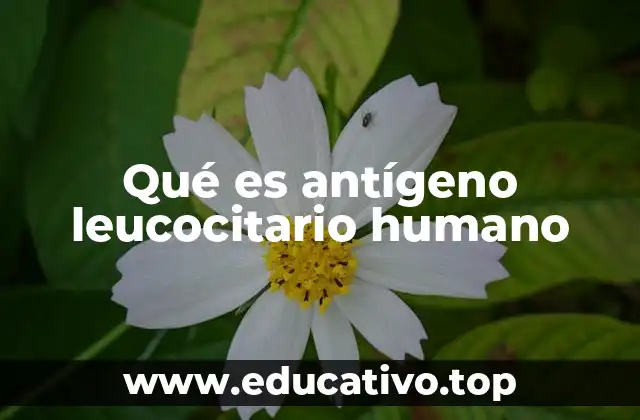 Qué es antígeno leucocitario humano