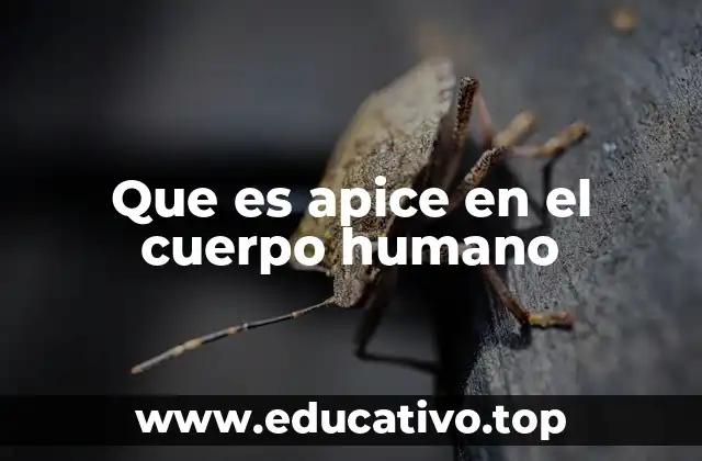 Que es apice en el cuerpo humano