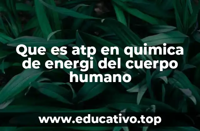 Que es atp en quimica de energi del cuerpo humano