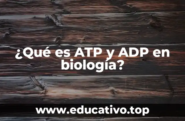 El ciclo de conversión entre ATP y ADP