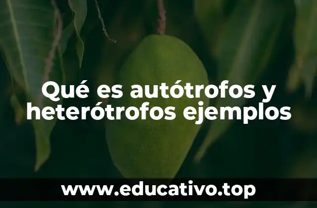 Qué es autótrofos y heterótrofos ejemplos