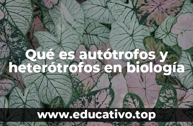 Qué es autótrofos y heterótrofos en biología