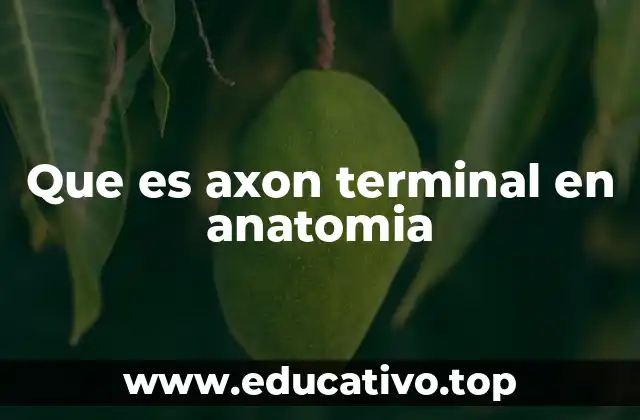 Que es axon terminal en anatomia