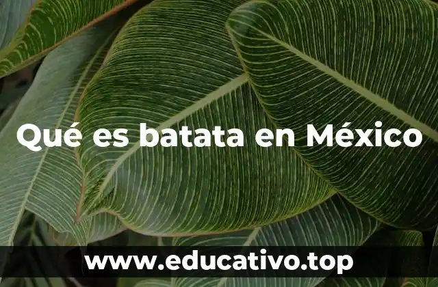 Qué es batata en México