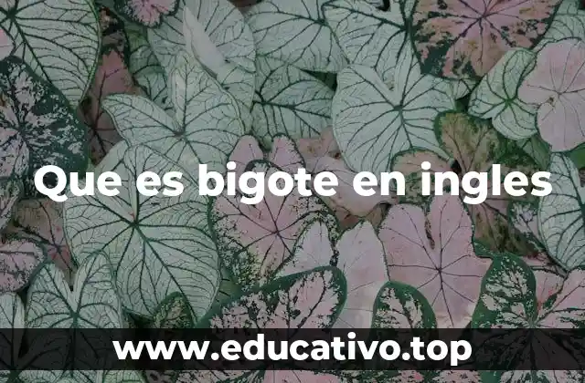 Que es bigote en ingles