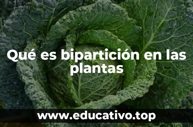 Qué es bipartición en las plantas