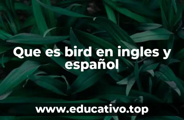 Que es bird en ingles y español