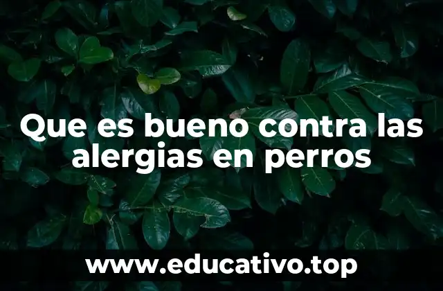 Que es bueno contra las alergias en perros