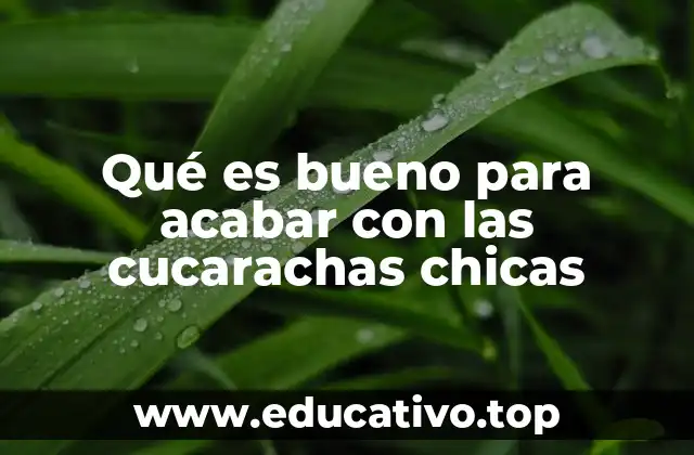 Qué es bueno para acabar con las cucarachas chicas