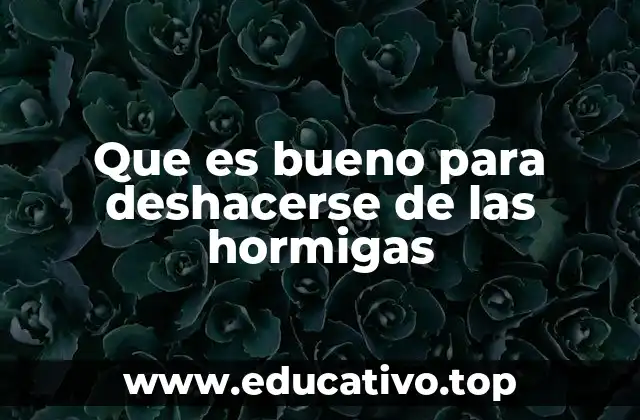Que es bueno para deshacerse de las hormigas