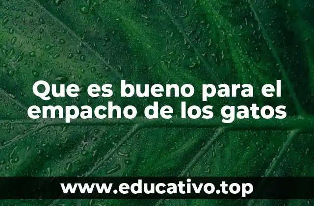 Que es bueno para el empacho de los gatos