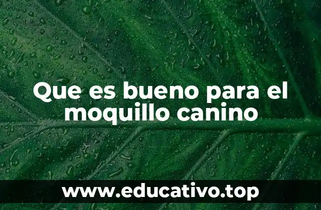 Que es bueno para el moquillo canino