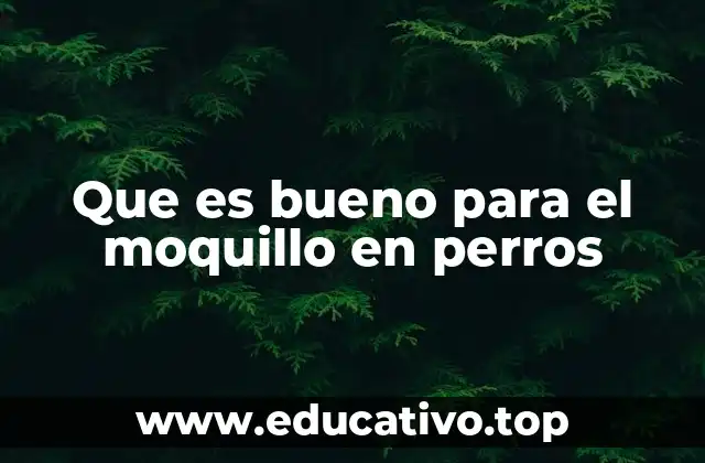 Que es bueno para el moquillo en perros