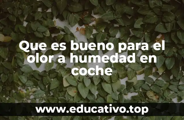 Que es bueno para el olor a humedad en coche