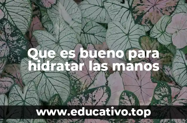 Que es bueno para hidratar las manos