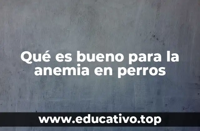Qué es bueno para la anemia en perros