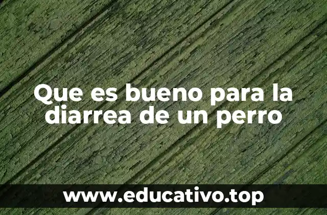 Que es bueno para la diarrea de un perro