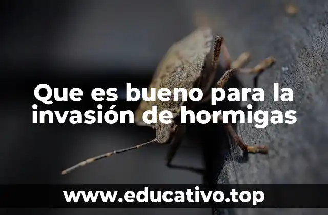Que es bueno para la invasión de hormigas