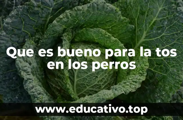 Que es bueno para la tos en los perros