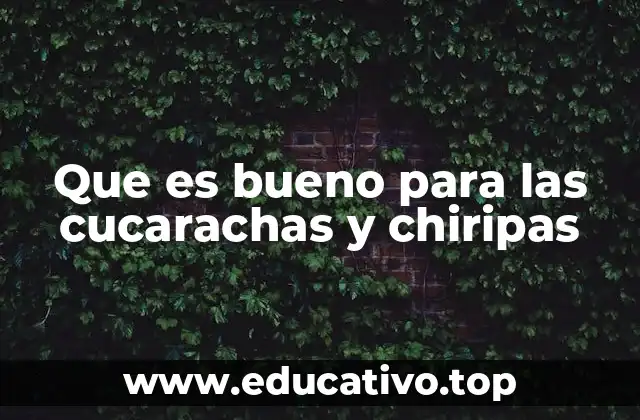 Cómo prevenir la presencia de cucarachas y chiripas en el hogar
