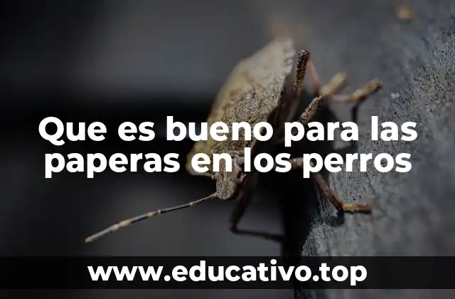 Cómo identificar los síntomas de infecciones virales en perros