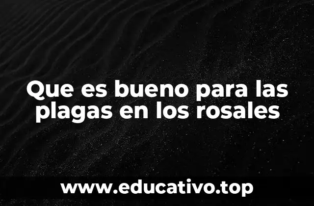 Que es bueno para las plagas en los rosales