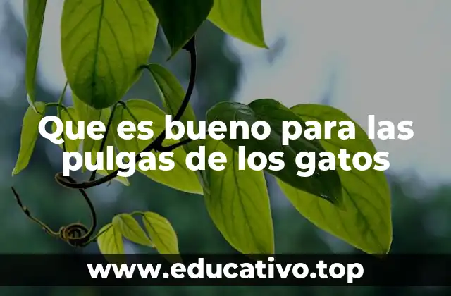 Que es bueno para las pulgas de los gatos